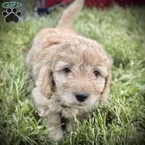 Roman, Mini Goldendoodle Puppy